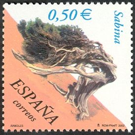 Juniperus phoenicia 