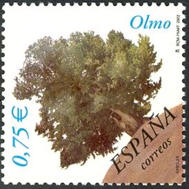 Elm