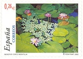 'Water Lily' by Chico Montilla