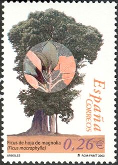 Fig Tree (Ficus macrophylla)