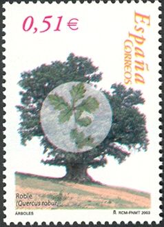English Oak (Quercus robur)