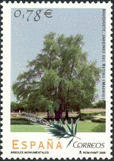 Taxodium mucronatum