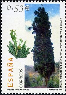 Cypress Tree