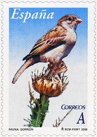 House Sparrow (Passer domesticus)