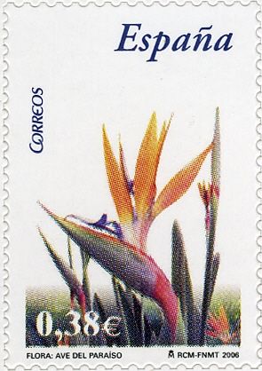 Strelitzia