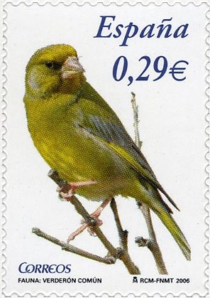 European Greenfinch (Chloris chloris)