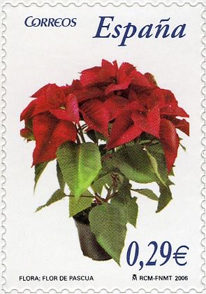 Poinsettia