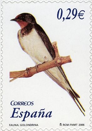 Barn Swallow (Hirundo rustica)