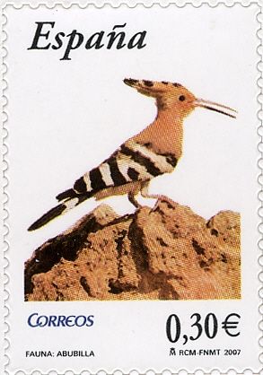 Eurasian Hoopoe (Upupa epops)