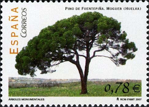 Fuentepiña Pine Tree, Moguer (Huelva)