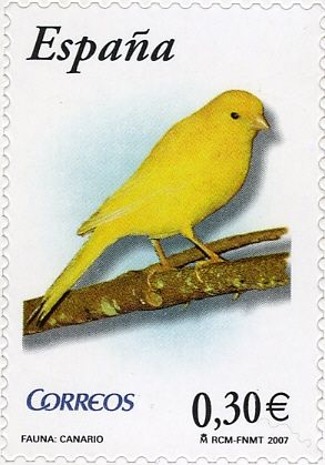 Canary (Serinus canaria)