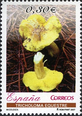 'Man on Horseback' Mushroom (Tricholoma equestre)