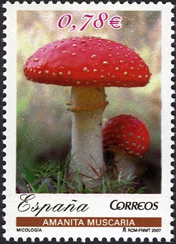 Fly Agaric Mushroom, (Amanita muscaria)