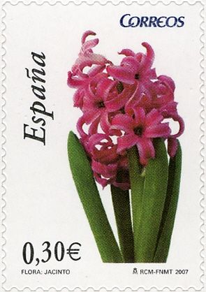 Hyacinth