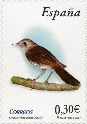Common Nightingale (Luscinia megarhynchos)