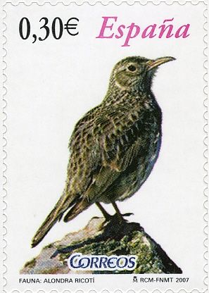 Dupont's Lark (Chersophilus duponti)