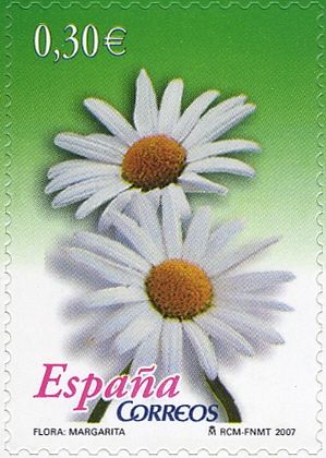 Ox-eye daisy (Leucanthemum vulgare)