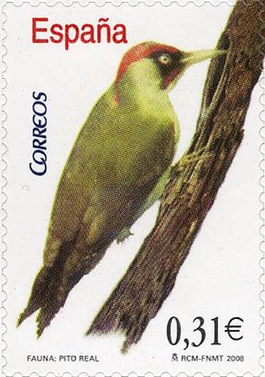 Green Woodpecker (Picus viridis)