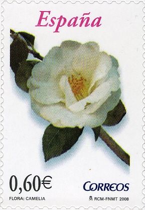 Camellia japonica