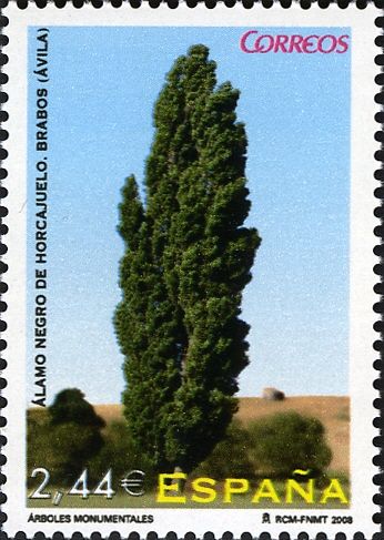 Black poplar (Populus nigra)