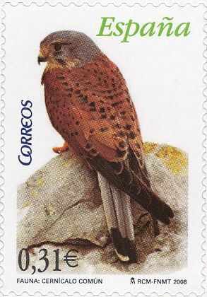 Common Kestrel (Falco tinnunculus)