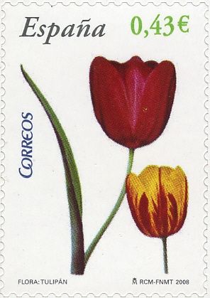 Tulip