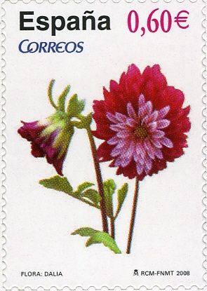 Dahlia