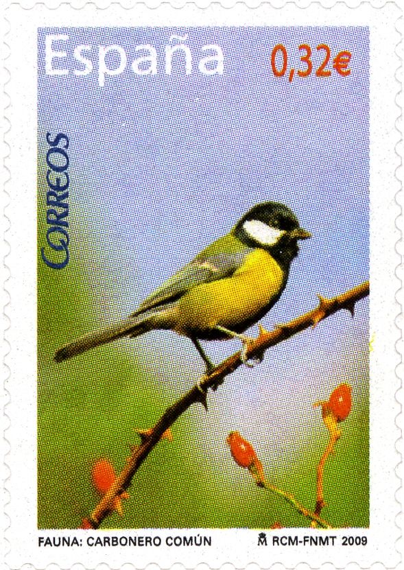 Great Tit (Parus major)