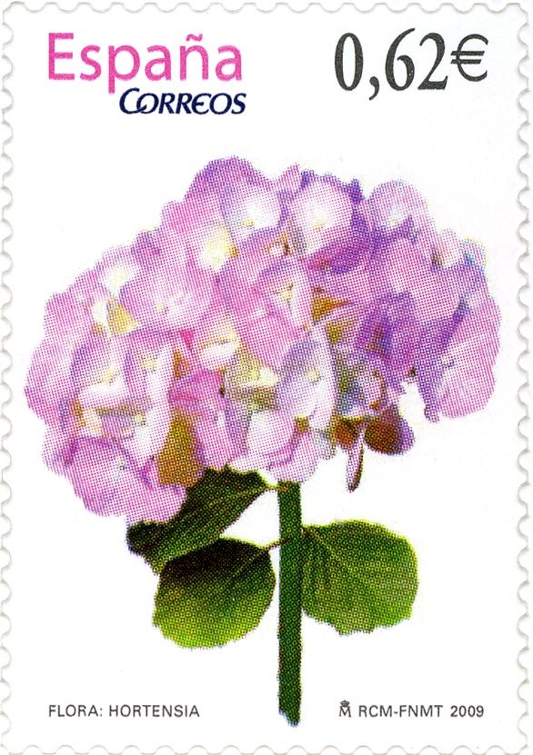 Hydrangea