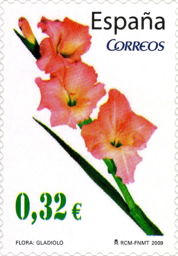 Gladiolus