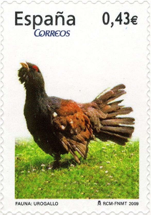 Western Capercaillie (Tetrao urogallus)