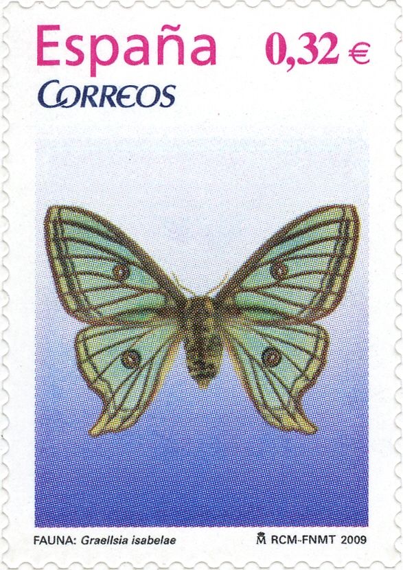 Spanish Moon Moth (Graellsia isabellae)