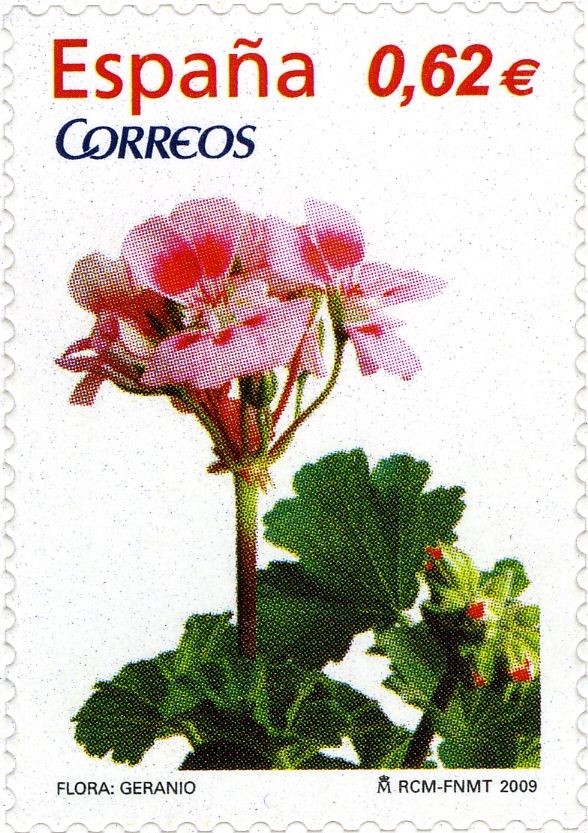 Geranium