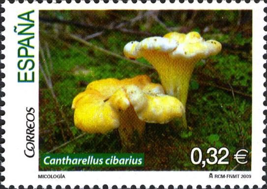 Chantarelle (Cantharellus cibarius)