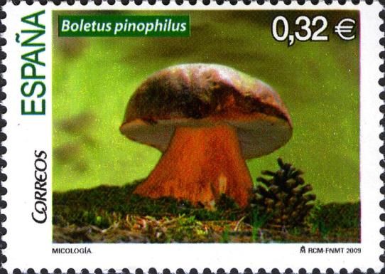 Bolete (Boletus pinophilus)