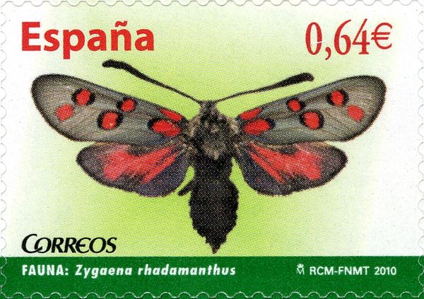Algarve Burnet (Zygaena rhadamanthus)