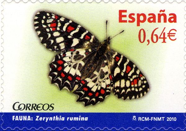 Spanish Festoon (Zerynthia rumina)