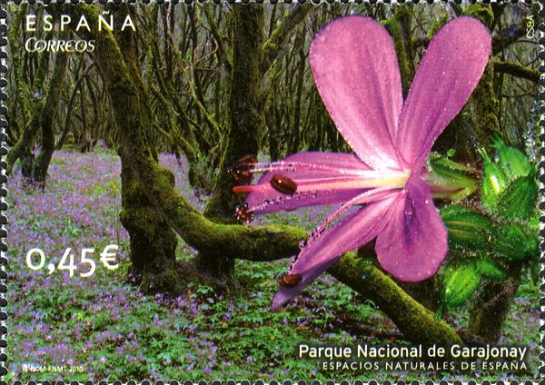 Giant Geranium in Garajonay National Park