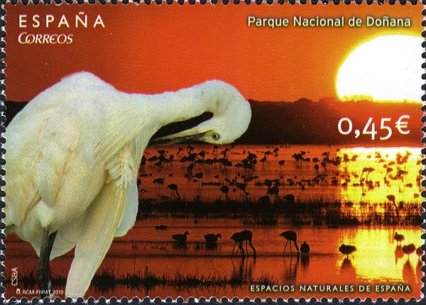 Doñana National Park, Great Egret (Ardea alba)