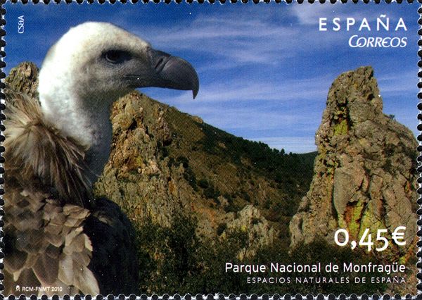 National Park of Monfragüe, Griffon Vulture (Gyps fulvus)