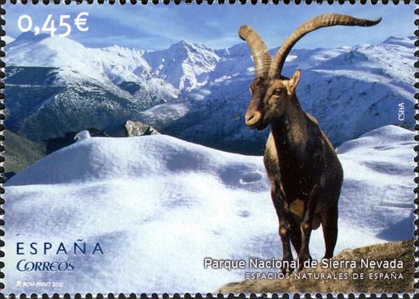 Sierra Nevada National Park, Spanish Ibex (Capra pyrenaica)