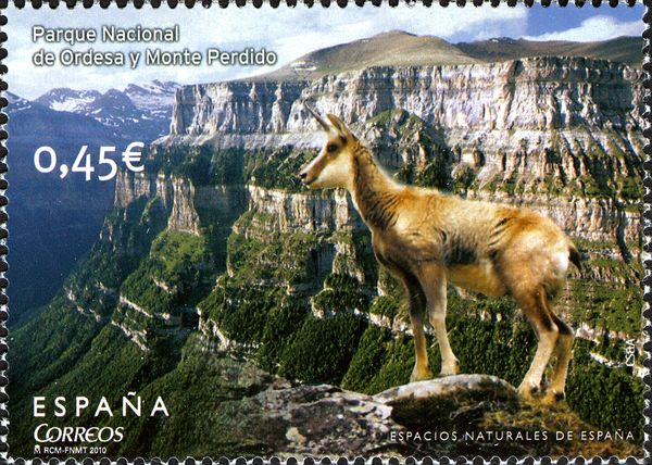 National Park of Ordesa and Monte Perdido, Pyrenean Chamois