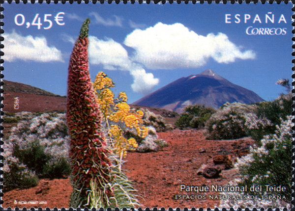 Mount Teide Bugloss in Teide National Park
