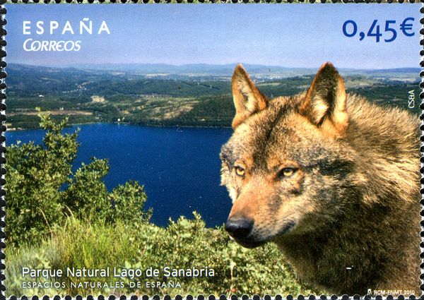 Natural Park Sanabria Lake, Wolf (Canis lupus)