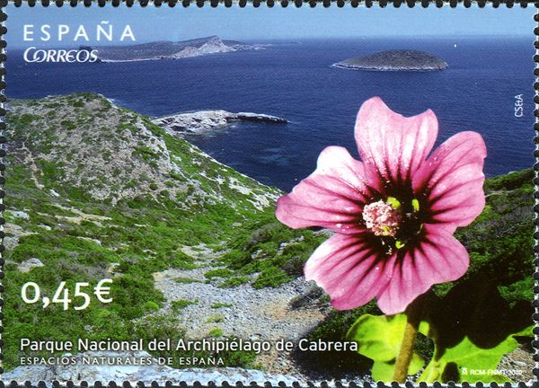 Lavatera arborea in Cabrera Archipelago National Park