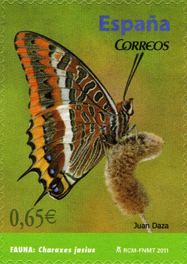 Two-tailed Pasha (Charaxes jasius)