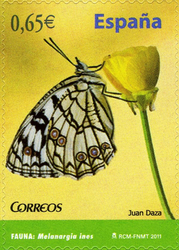 Spanish Marbled White (Melanargia ines)