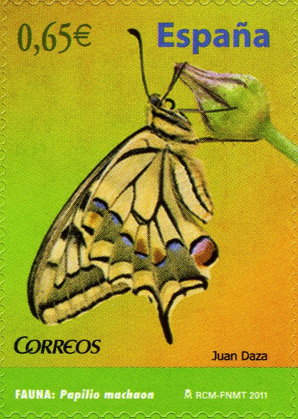 Swallowtail (Papilio machaon)
