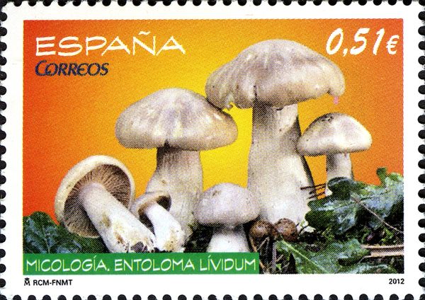 Entoloma lividum