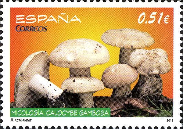 Calocybe gambosa Mushroom
